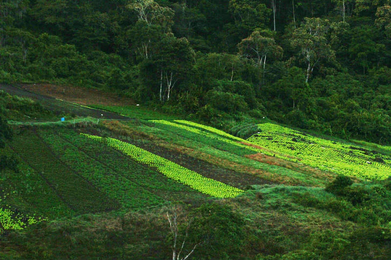 Montañas y Cultivos